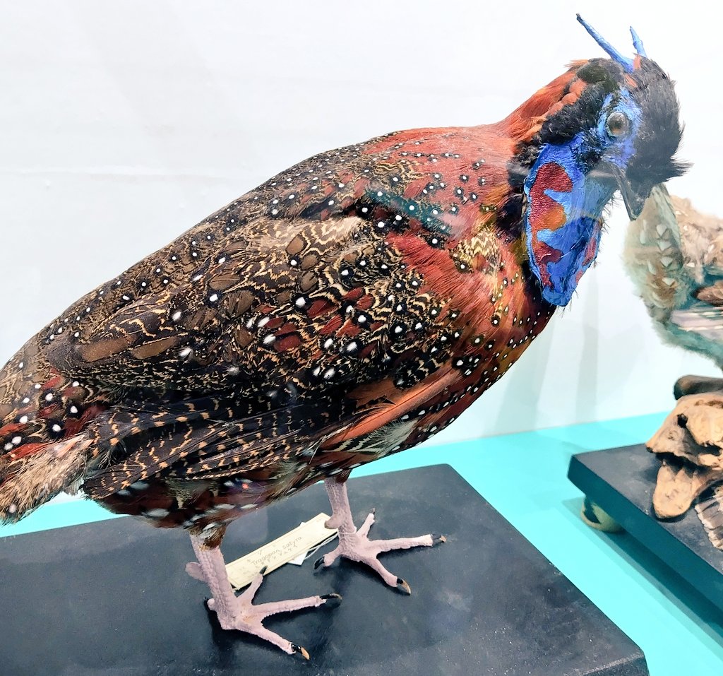 #新しいプロフィール画像
名前とアイコン変えてみました。
緑鶸でした。