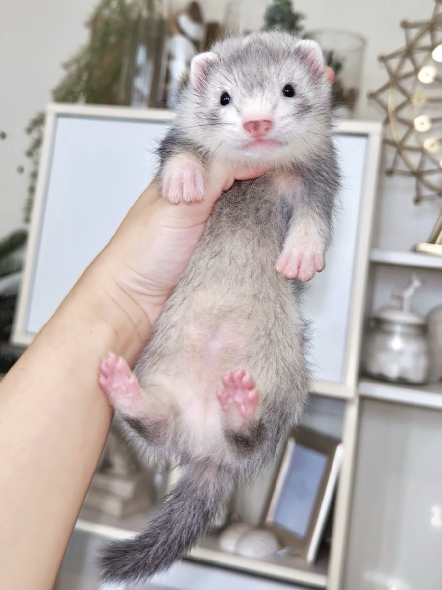 ferretdongdang's tweet image. ไปอยู่กับมี๊ไม่ดื้อไม่ซนนะลูก🥹