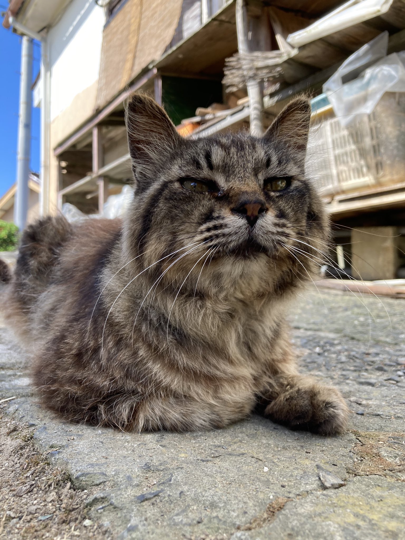おねこ 楽天市場】硬いキャリー ケージの棚用 猫 マット ベッド [ozabu
