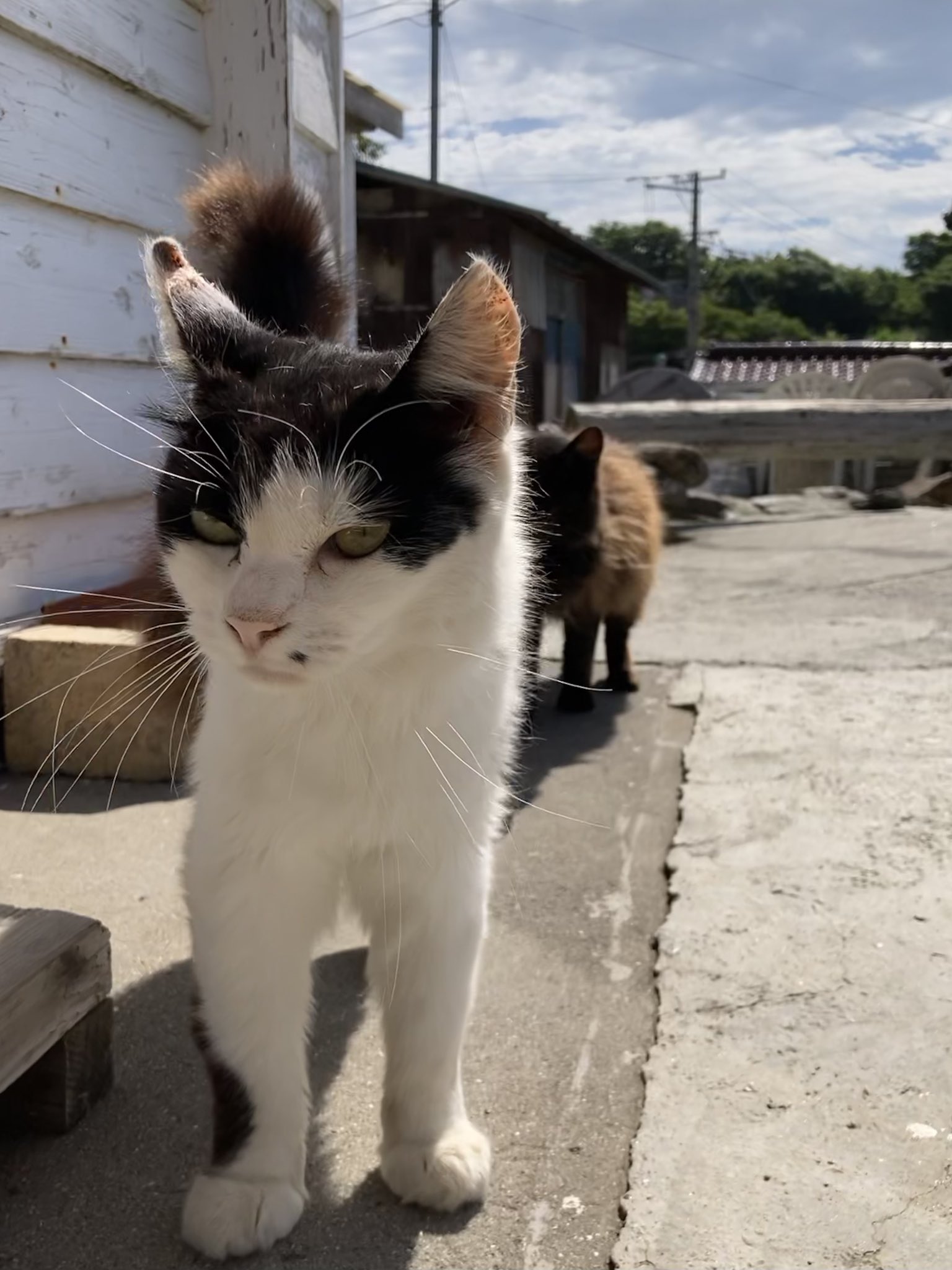 クロネコ堂@田代島 on X: 