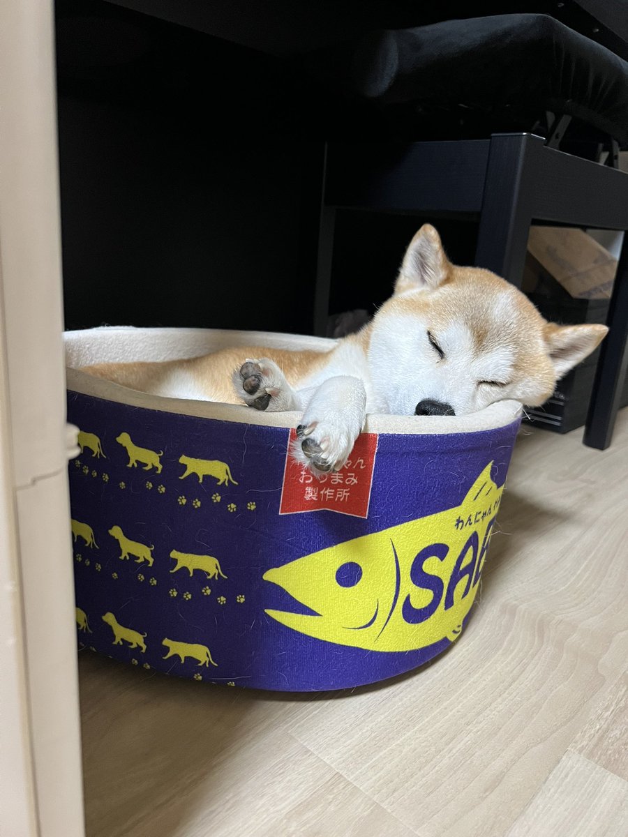 yuandtoro's tweet photo. #気持ち良さそうに寝る犬選手権 https://t.co/8RLs60fQiZ