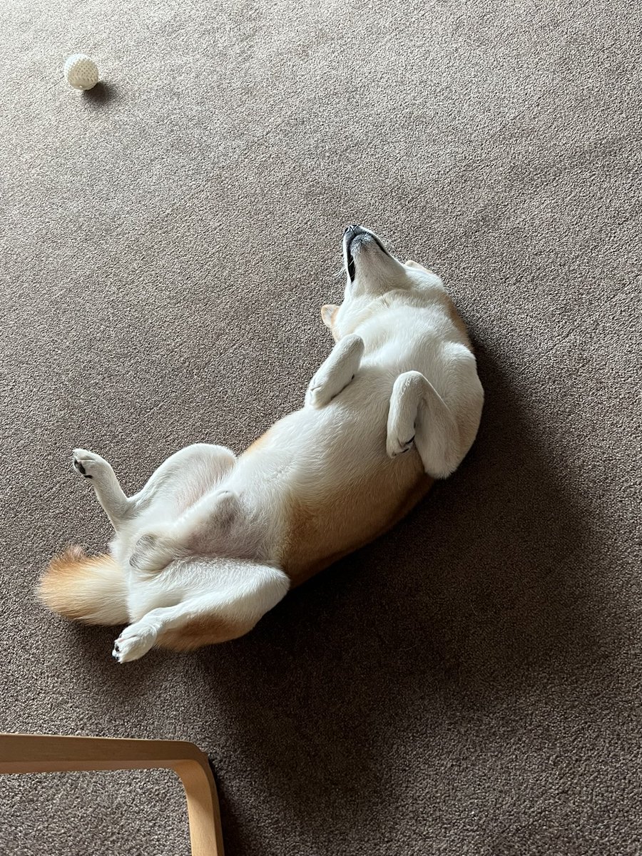 yuandtoro's tweet photo. #気持ち良さそうに寝る犬選手権 https://t.co/8RLs60fQiZ