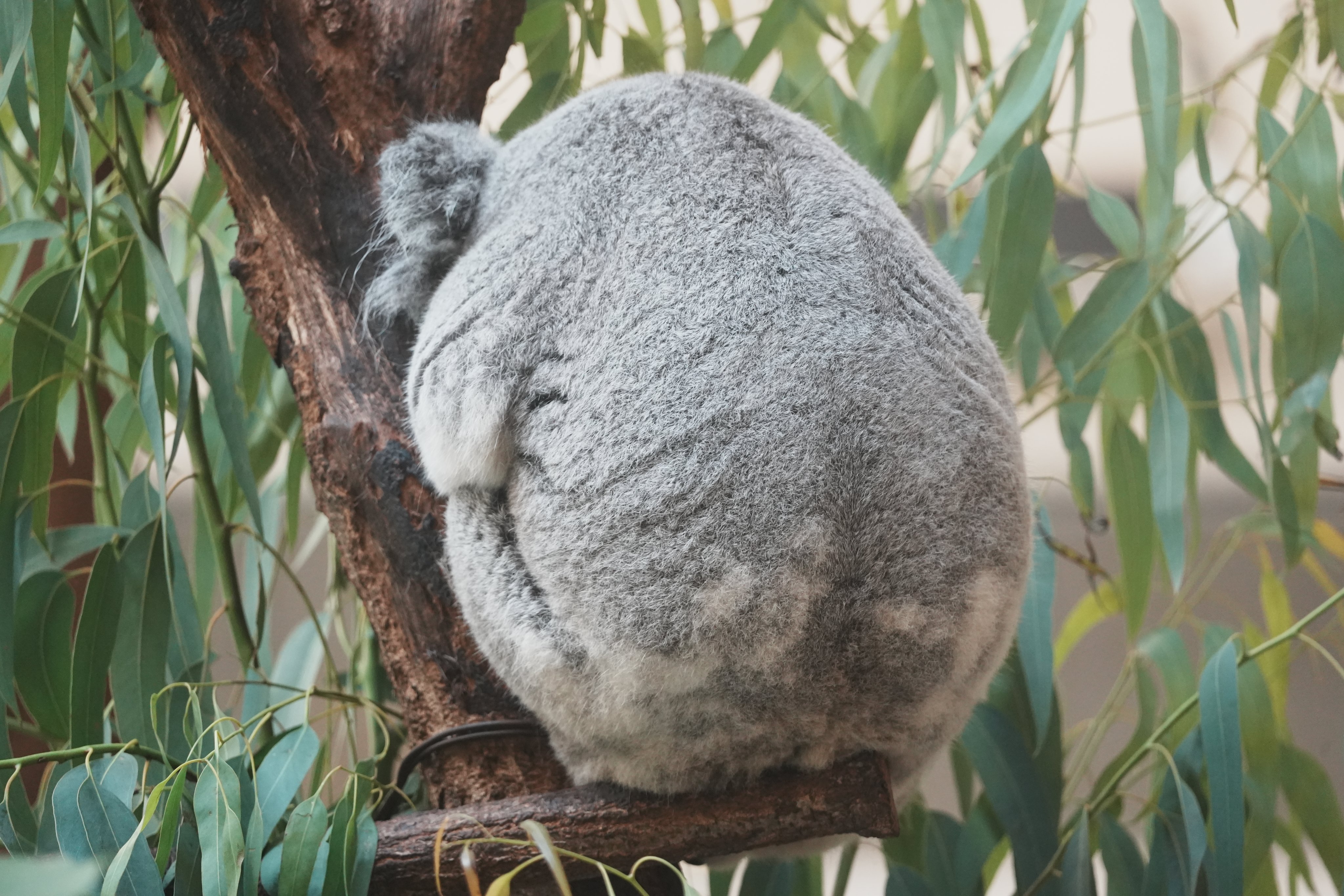 ヨイ🐨 on X: 