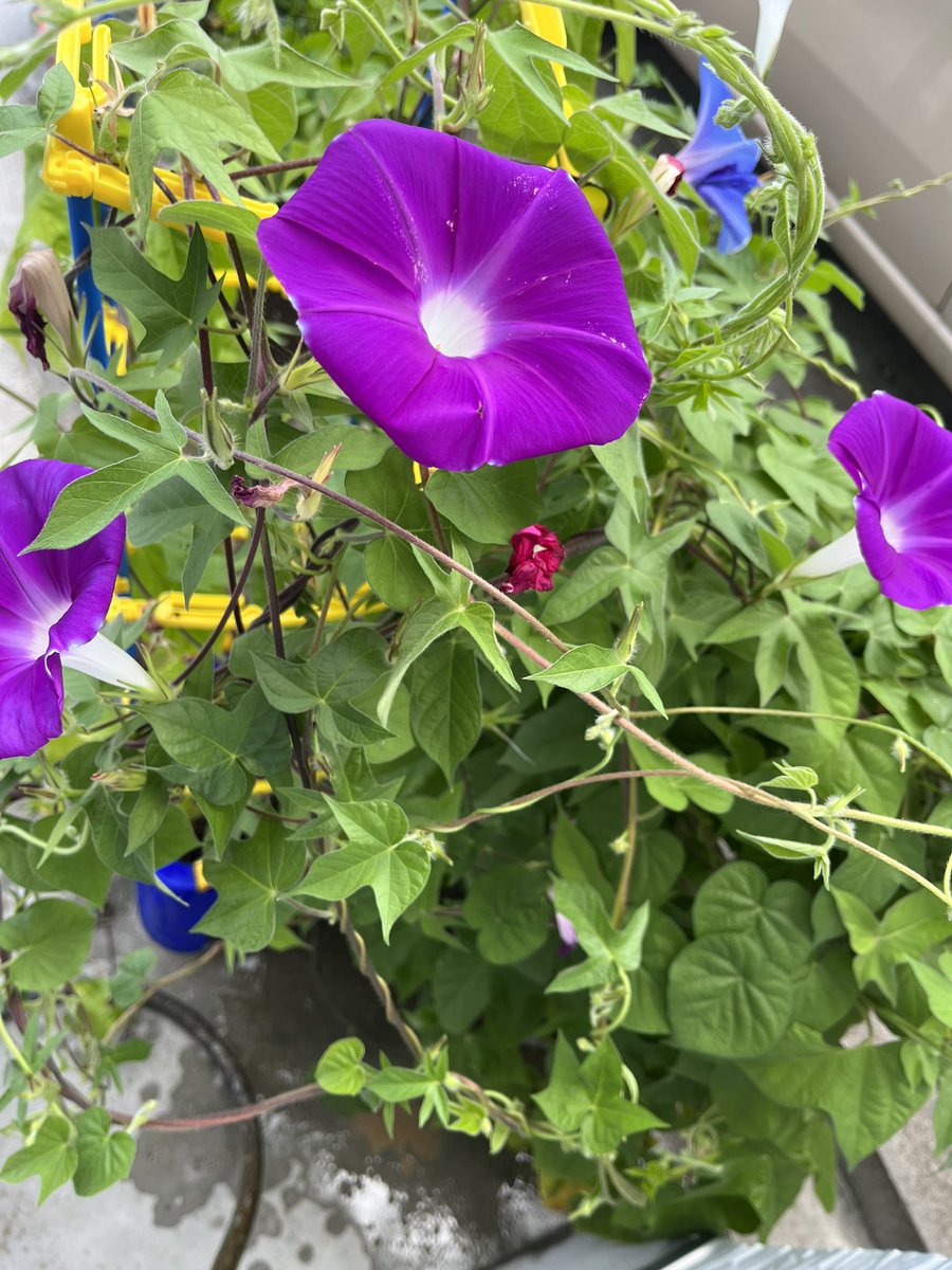Lenkaku's tweet image. うちで植えてみた朝顔の横に小学校から持ち帰った朝顔を置いていたらお互いの蔓に巻き付き合って勢力を伸ばしてくる力業に走り始めた模様
子供の宿題にはそれとなくデフォルメしてもらっていい感じに描いてもらった…