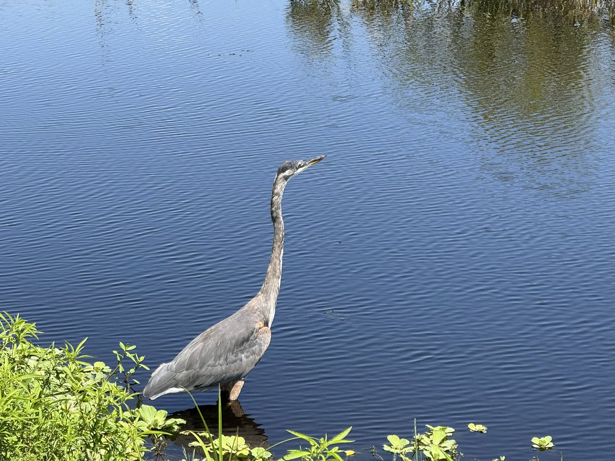 Jodicab22's tweet image. We had reservations to go to MK and see the parade but we took a drive to look for Gators and napped instead. 🤷🏼♀️