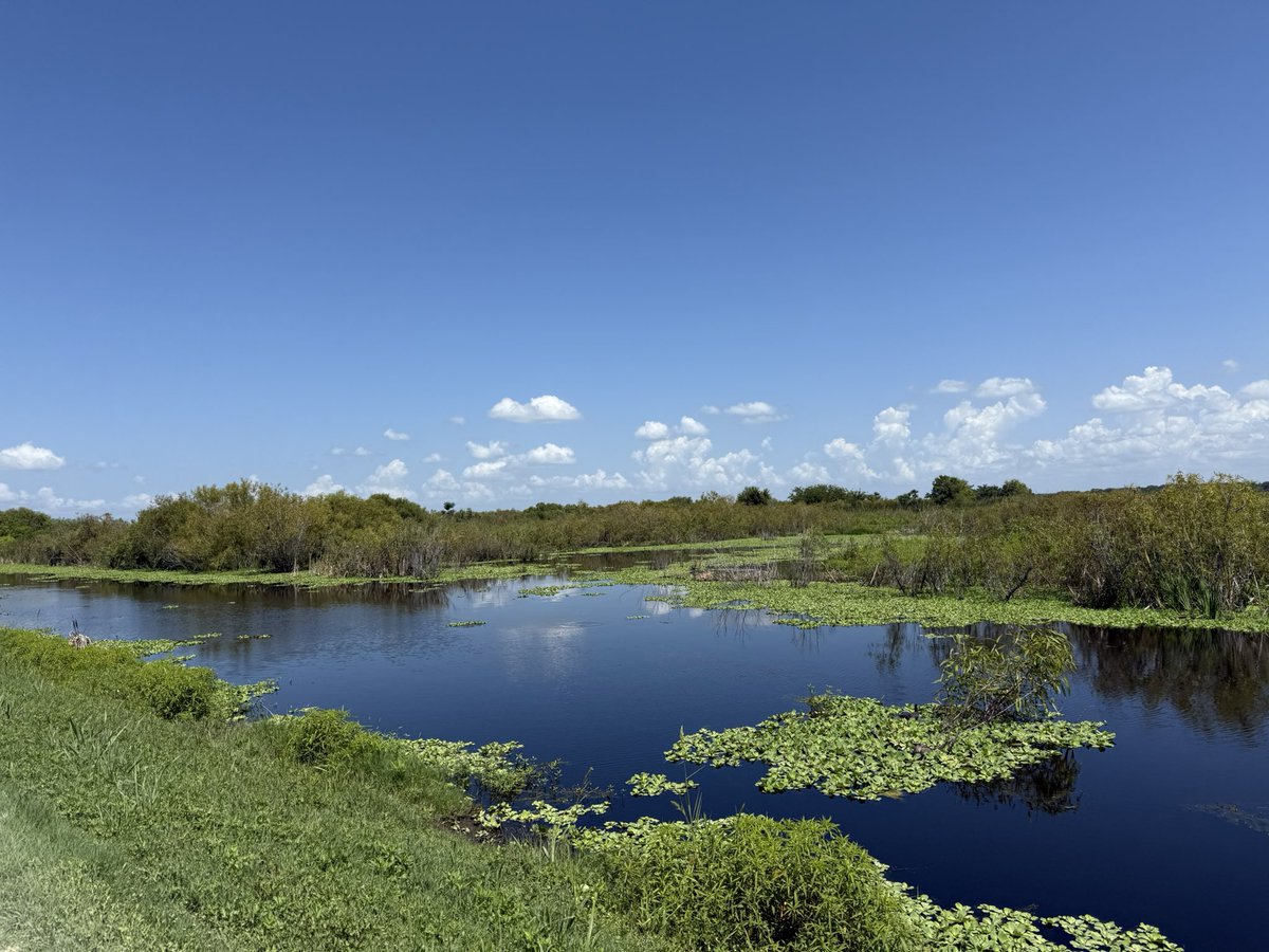 Jodicab22's tweet image. We had reservations to go to MK and see the parade but we took a drive to look for Gators and napped instead. 🤷🏼♀️