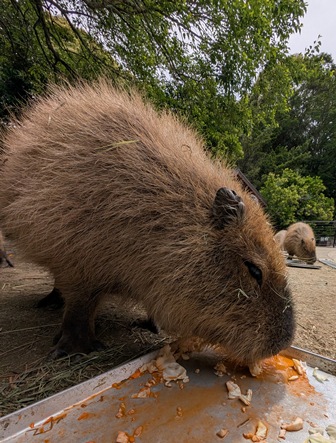 capipiro's tweet image. クリームちゃんの朝食タイム！

(2025.05.26長崎バイオパーク)