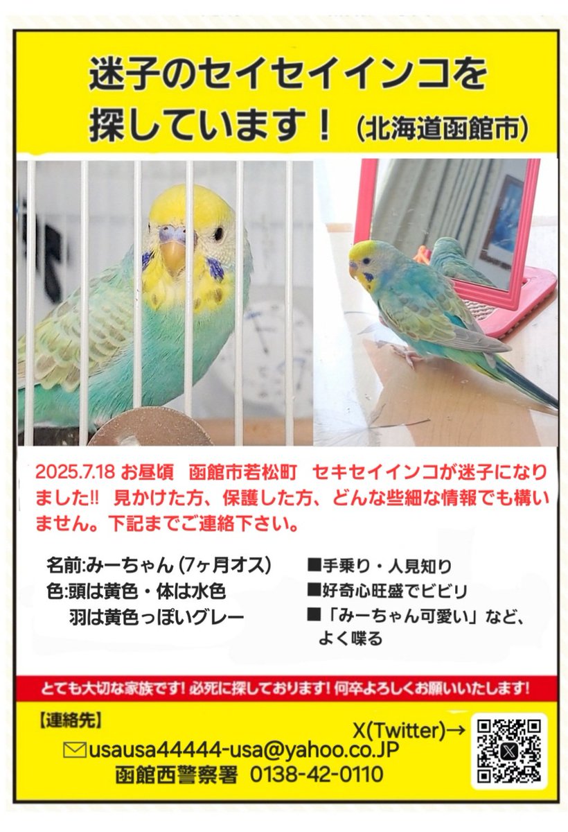 usausa_snoopy's tweet photo. 【拡散希望】
(ポスターの日付2022になってたので直しました💦 )
鳥 セキセイインコ (みーちゃん♂)が迷子 です🥲

結構遠くまで飛んで行ってしまう鳥もいます🥲
よろしくお願いします🙇
#函館 #迷子 #行方不明
#インコ #セキセイインコ #鳥
#迷い鳥 
#北海道函館市
函館 ��方不明 インコ https://t.co/lMcHh0H7gF