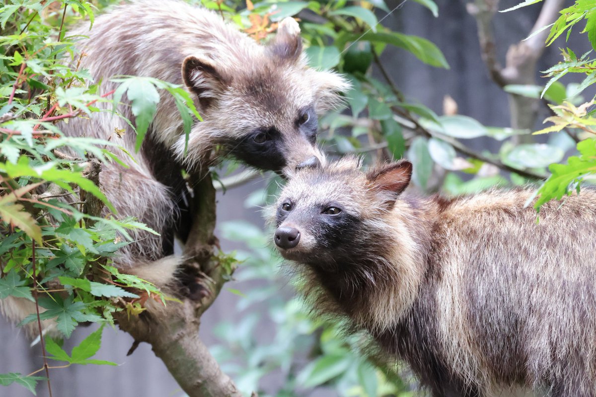 renard0214's tweet image. もみじさん、耳、噛まないで下さいッス…
#とくしま動物園 #tokushimazoo
#ホンドタヌキ #racoondog #tanuki
#もみじ #どんぐり
📷️2025.07