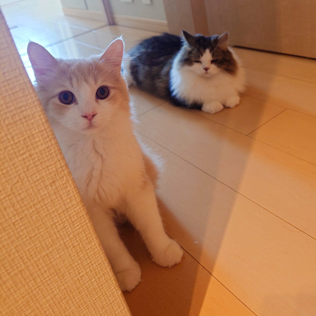 marotrain's tweet image. 主さん、行ってら🩷

#猫のいる暮らし𓏲𓎨   #ミヌエット #ラガマフィン #ツーショット