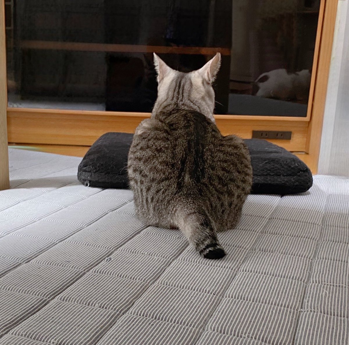 soraco0911's tweet image. お気に入りのクッション(てんちゃんの)で休憩