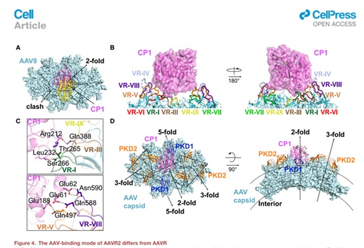 SLSPKU's tweet image. A novel receptor for AAV (AAVR2, carboxypeptidase D), which is distinct from the multi-serotype AAV receptor (AAVR) has been discovered and characterized. #PKUResearch 
cell.com/cell/fulltext/…