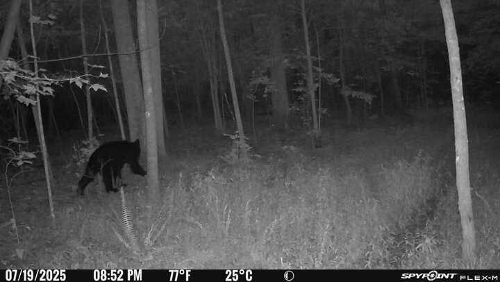 First time I’ve seen this guy on my land <a href="/justice_Tyr22/">Heathen King</a>