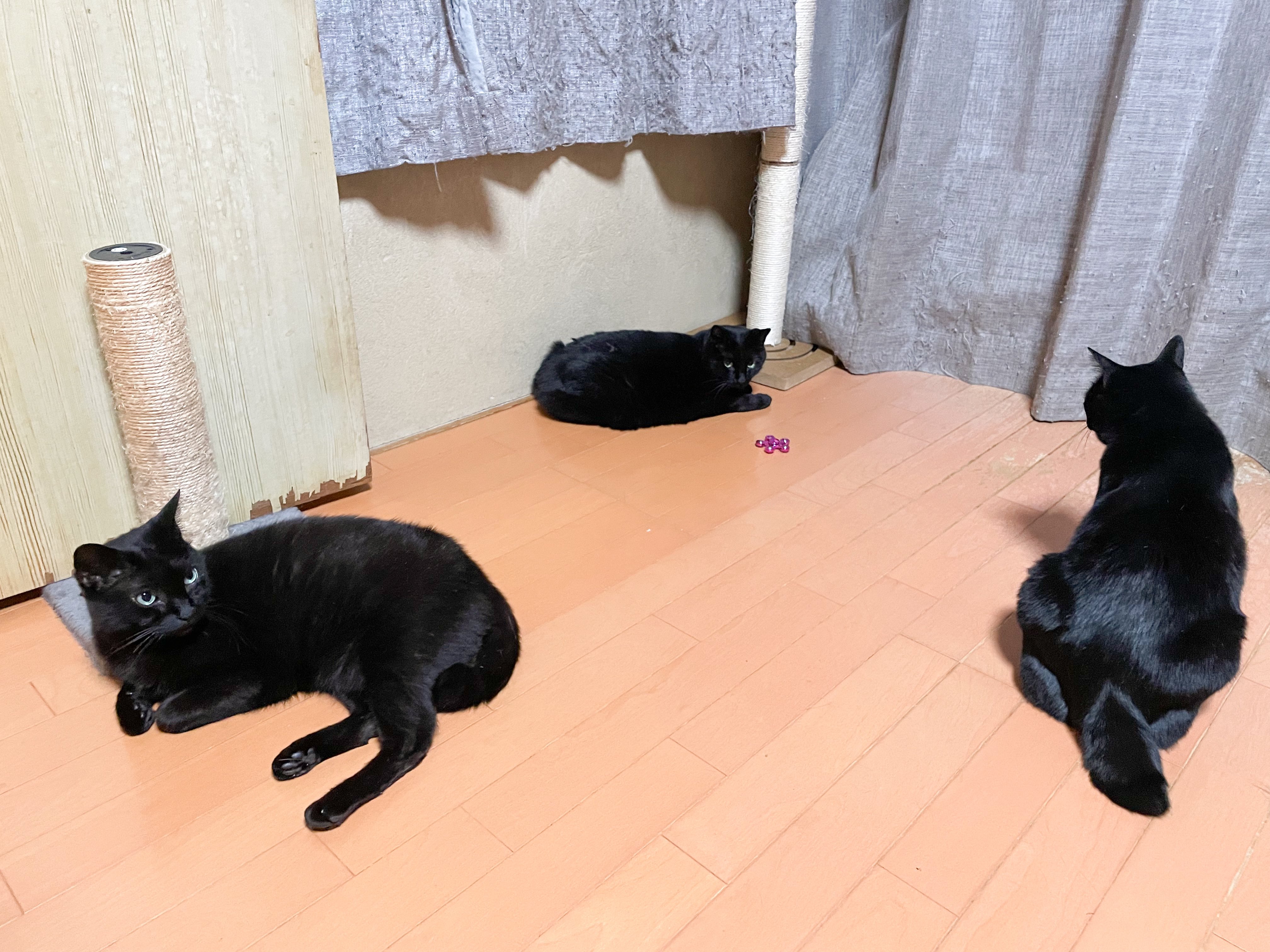 ゴシック黒猫魔術黒魔術 ✨ ゴシック黒猫魔術黒魔術 ✨