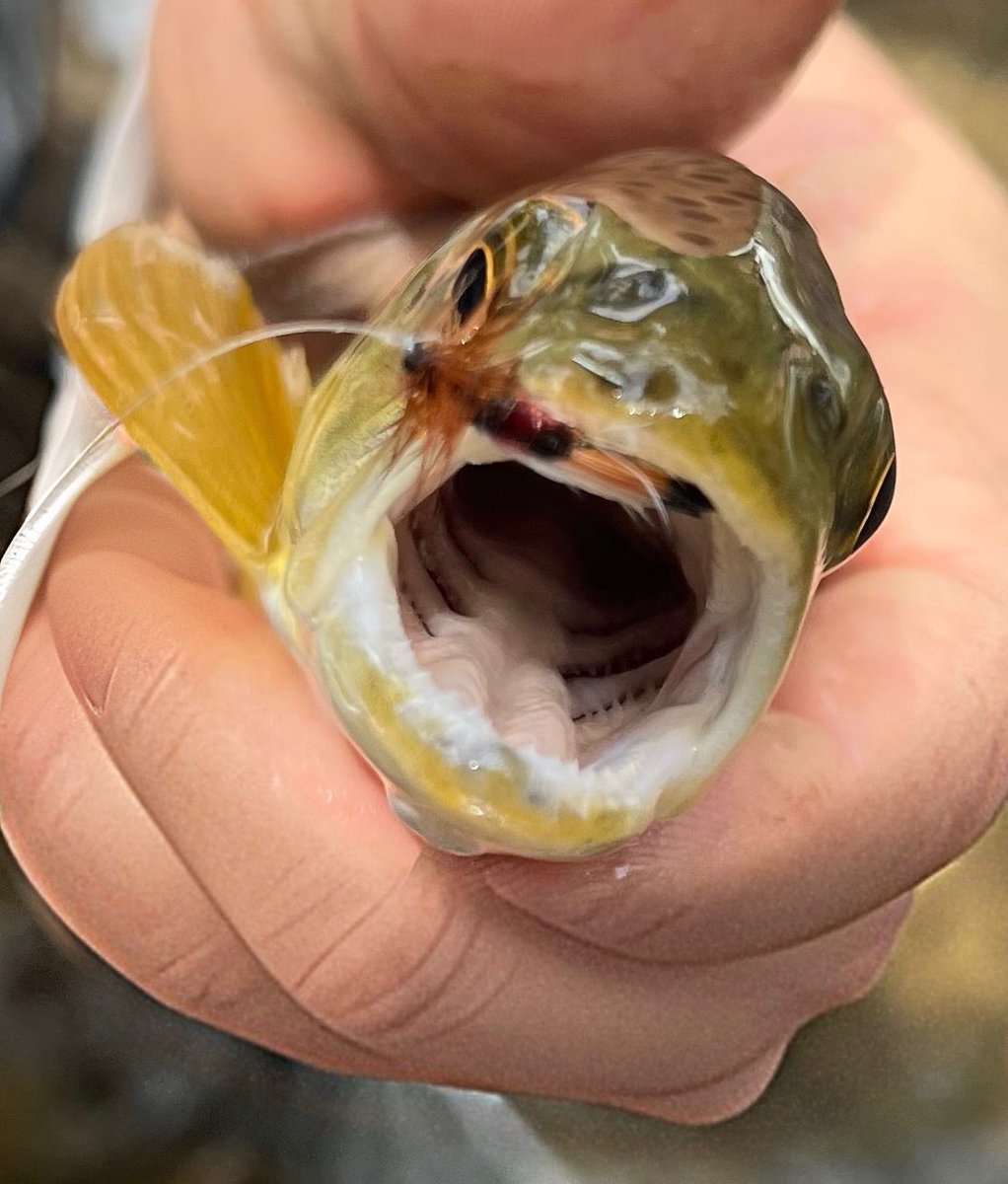 Amer1can_Barbie's tweet image. Spent my day enjoying the public land Mike Lee tried to steal from me 🥰 caught some fishes, soaked my toes in the cool mountain streams, and basked in the solitude of the great outdoors…now I’m off to find a burger and a beer (or two) 🍔🍺🥰