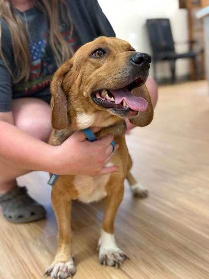 TriBeagles's tweet image. Adoptable #beagle of the day WALDO tribeagles.org/product/waldo-…