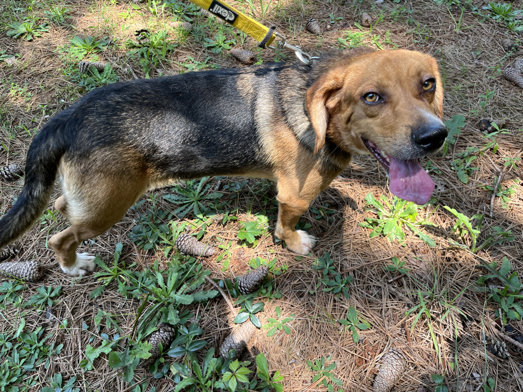TriBeagles's tweet image. Adoptable #beagle of the day WALDO tribeagles.org/product/waldo-…
