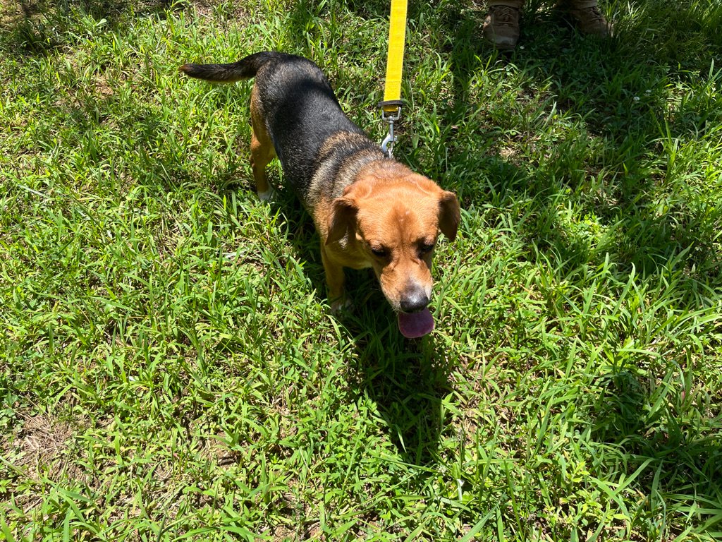 TriBeagles's tweet image. Adoptable #beagle of the day WALDO tribeagles.org/product/waldo-…