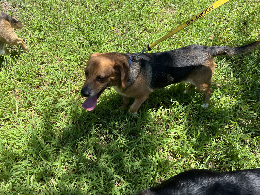 TriBeagles's tweet image. Adoptable #beagle of the day WALDO tribeagles.org/product/waldo-…