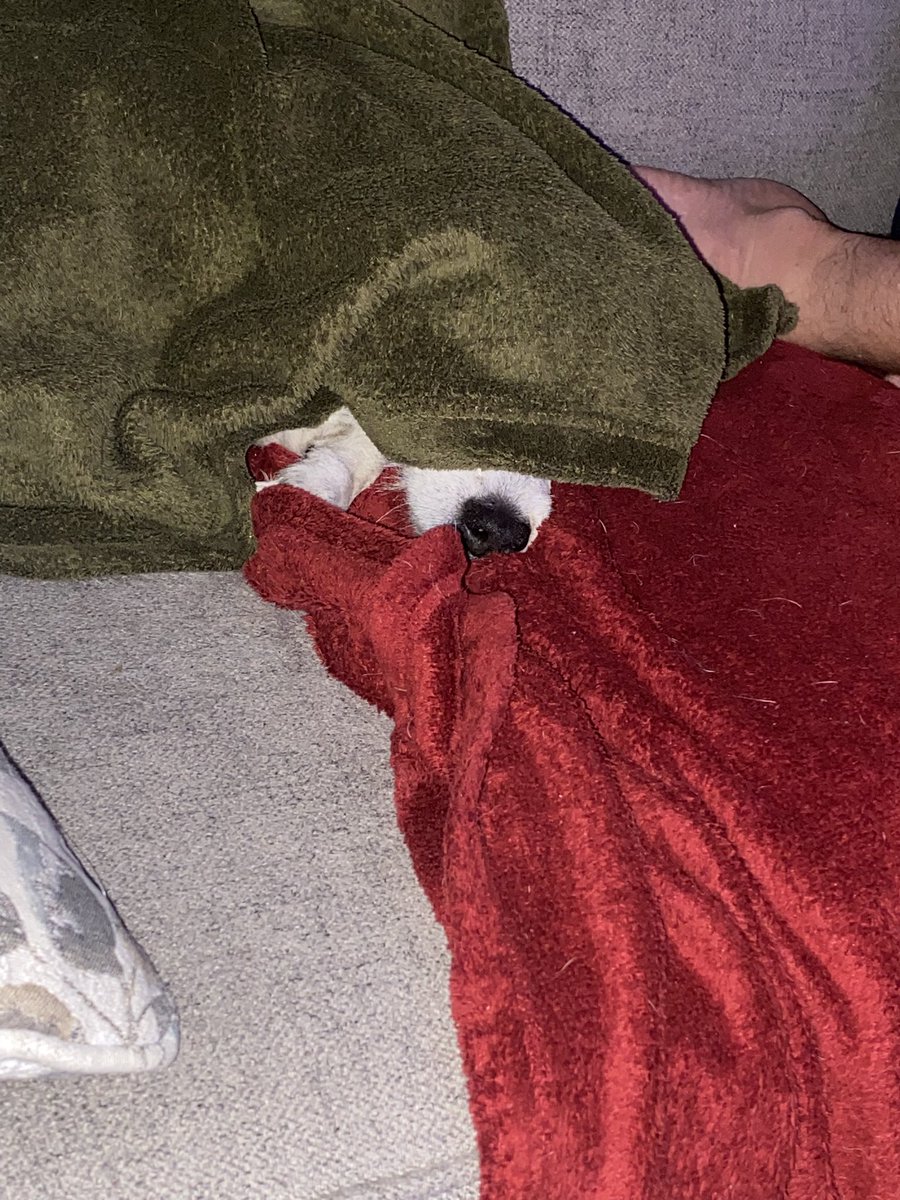 DaisyMaeJack's tweet image. I’m home frens. 😴🐾♥️ #wornout #grandparentsrule #dontask #dogsofX