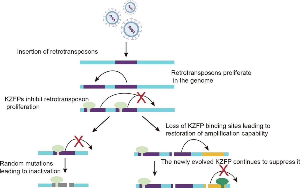 Sci_Bull's tweet image. Exploration of evolutionary mechanisms shaping KZFP and retrotransposon interactions doi.org/10.1016/j.scib…
Peng Yang, Yixuan Wang et al. @Tongji_Uni
@isciverse @SciencNews #LifeSciences