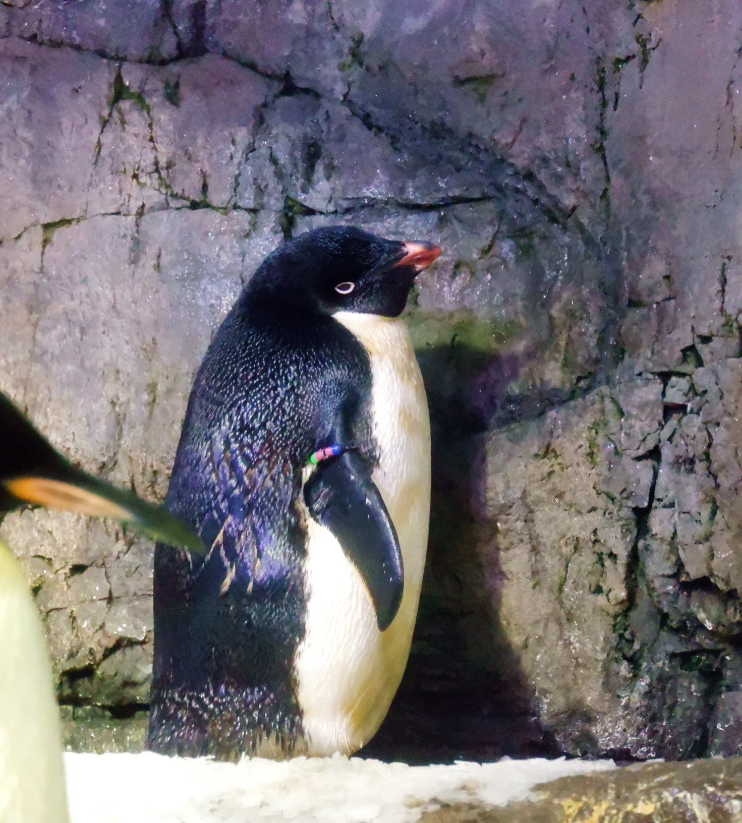 ペンギン巨大です！ 巨大動物列伝～ペンギン編～ | 川崎悟司 オフィシャルブログ 古
