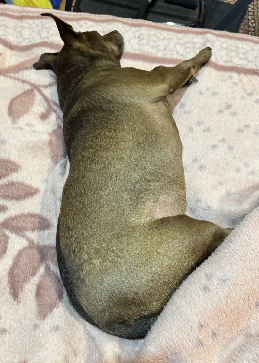 NatalkaKyiv's tweet image. I'm SO tired! I need a weekend after this weekend. Spend half of the day driving. Drove through a crazy thunderstorm.
Poor Gracie was so happy to see me when I got home that she wouldn't stop yapping for a good 20 minutes. She must've been horrified being by herself during a…