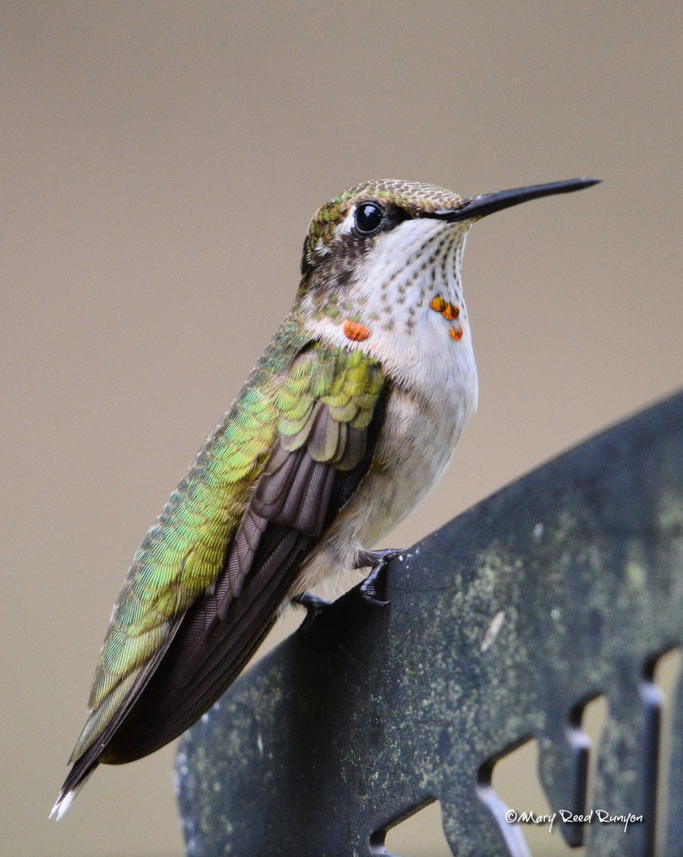 MaryReedRunyon1's tweet image. Juvenile male Ruby-Throated hummingbird @WYMT @brobwx @WSAZBrandon @SpencerWeather @cjwxguy56 @Kentuckyweather @JimWKYT @jloganwxguy #kywx #sekywx #ekywx #hummingbirds