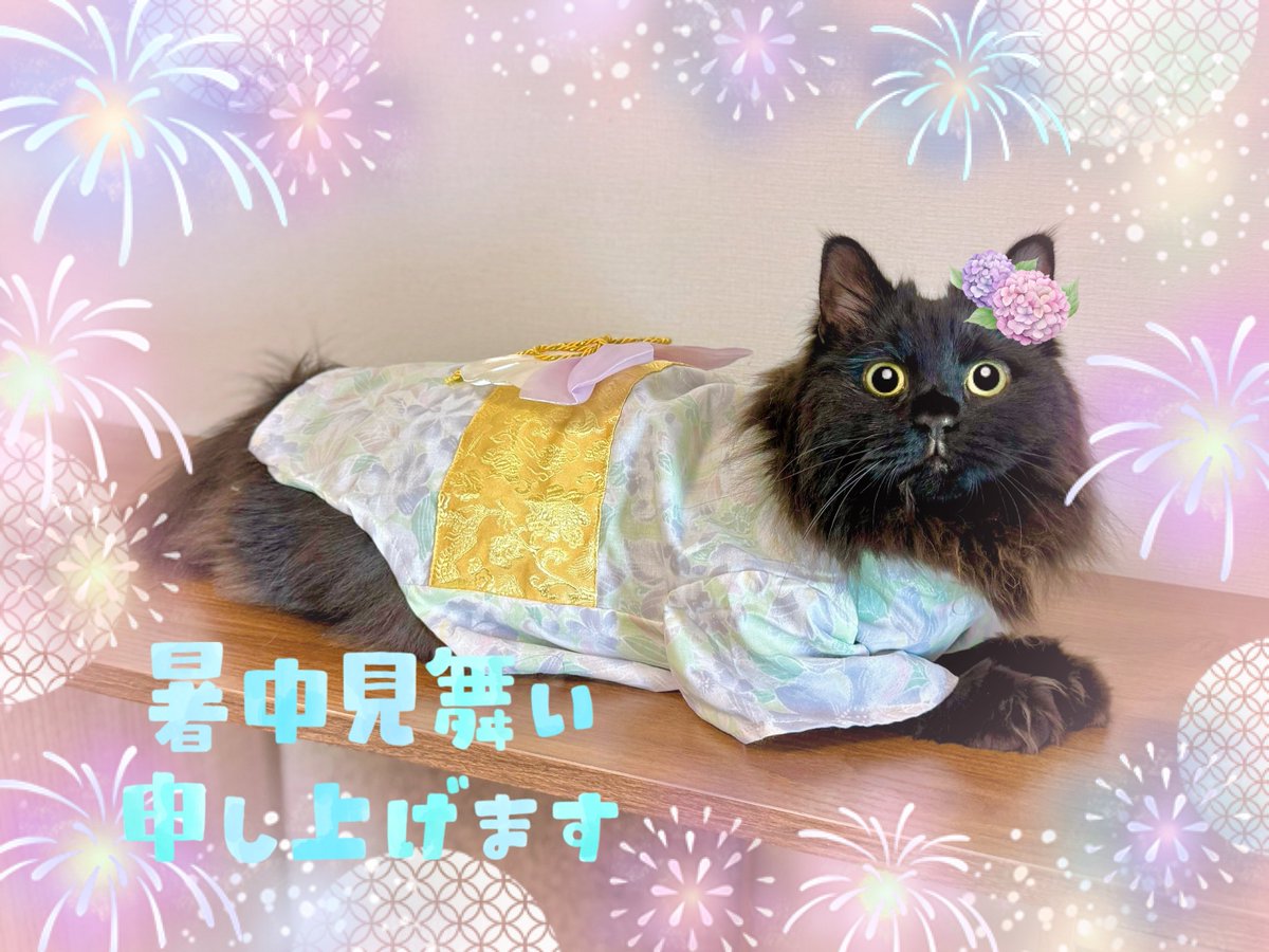 Renakkuma0303's tweet image. 暑中お見舞い申し上げます🌻
今年は特に暑さが厳しいように感じられますが、皆様元気にお過ごしでしょうか。
私たちは相変わらず元気に過ごしています😊
皆様もどうぞご自愛くださいね。
#暑中見舞い #今日の凹 #にゃんくる川崎卒業 #リトルキャッツ出身 #エイズキャリア猫 #りんご猫 #黒猫 #黒猫女子