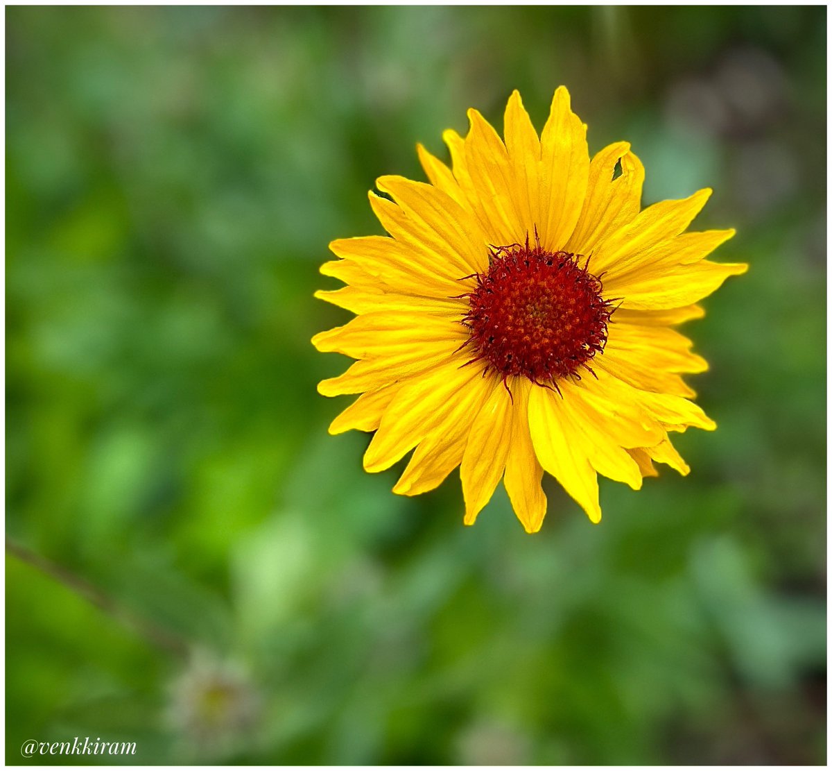 venkkiram's tweet photo. #SundayYellow
Mine, 👇
Golden petals. Quiet strength. Sunday vibes.
#venkkiclicks #BloomWithGrace #NatureVibes #PetalPower
#MindfulMoments
#YellowMood #ColorOfCalm
#CanadianRockies https://t.co/X8zcaXlrAK