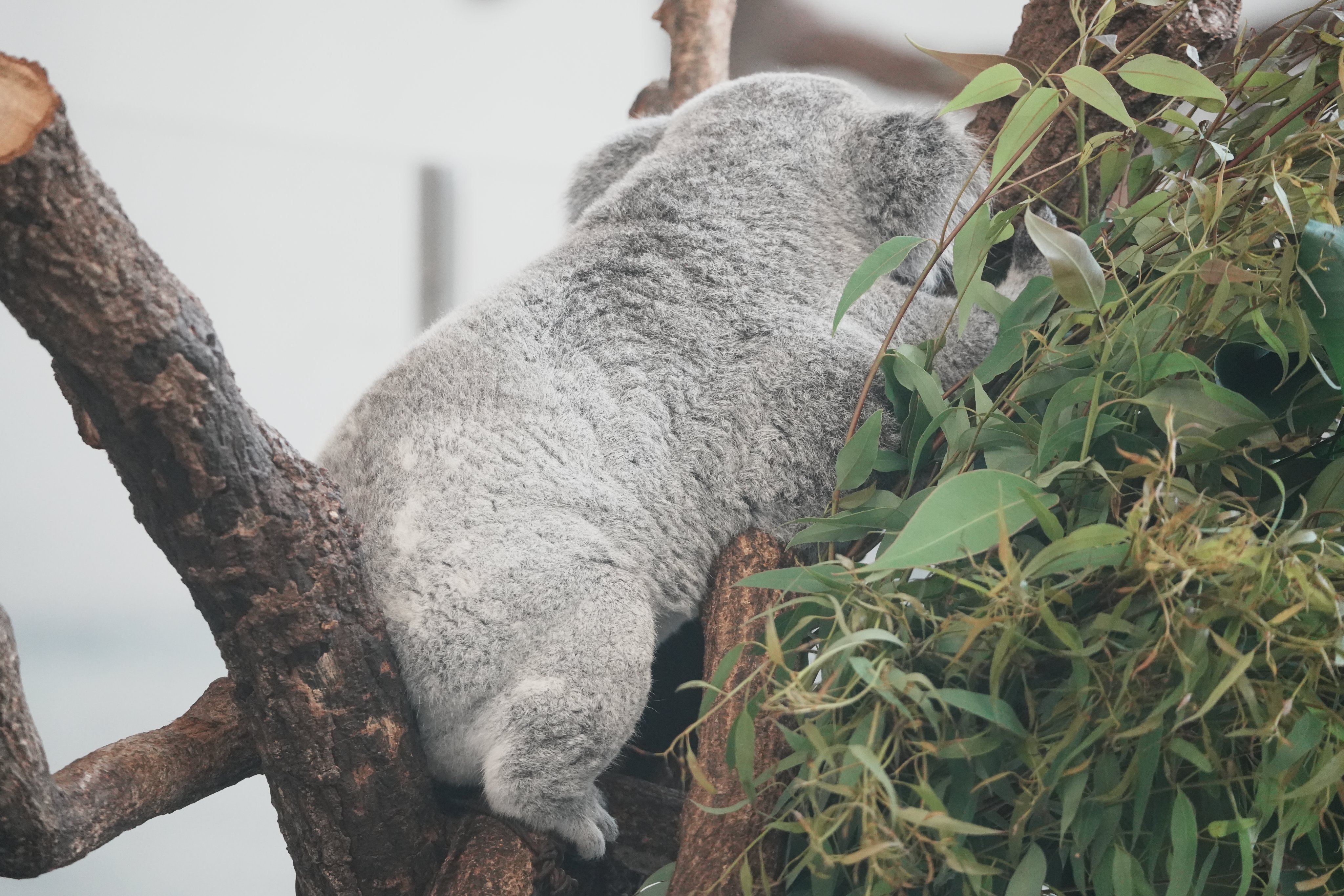 ヨイ🐨 on X: 