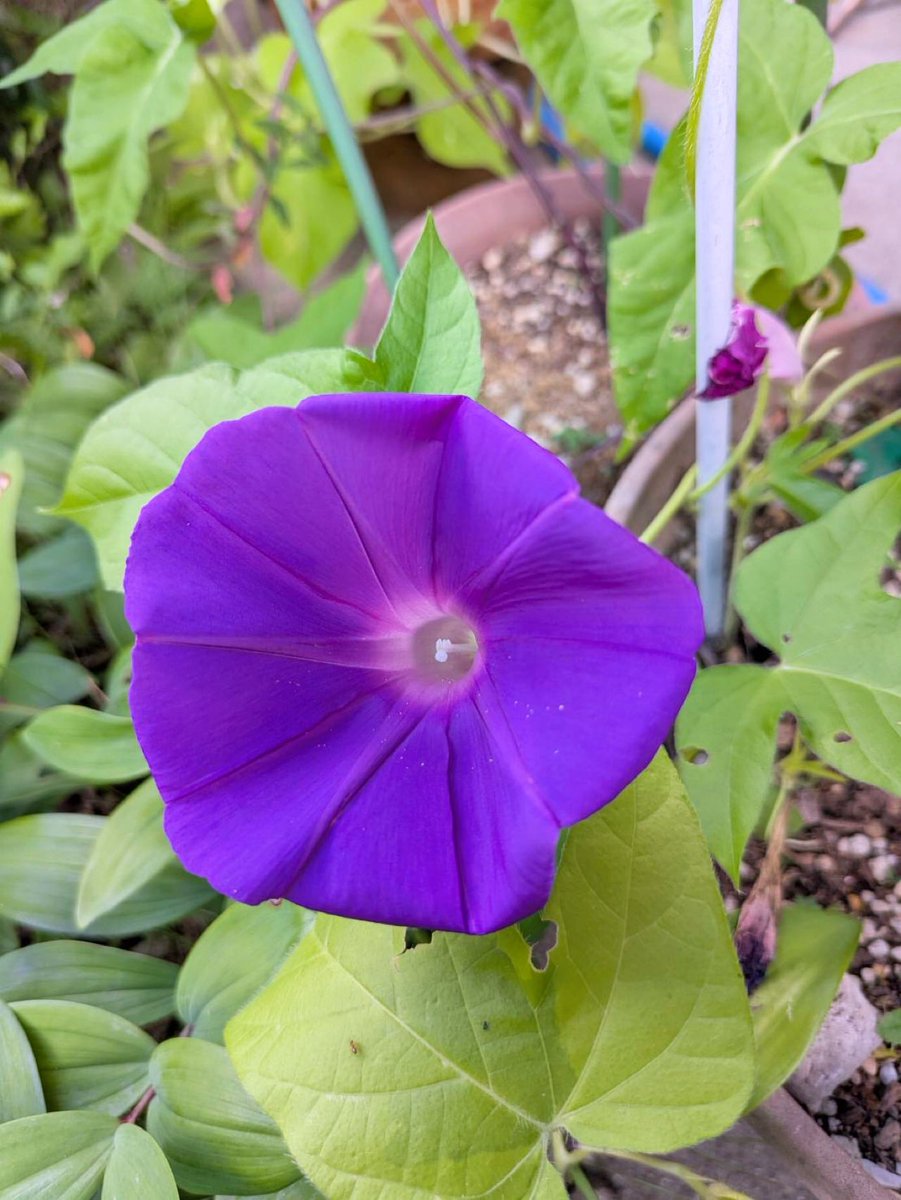 haniwasky's tweet image. ミュージアムショップのスタッフのマイ朝顔が開花し始めたようです。
朝顔には適さないかもですが、ショップにて埴輪や土偶モチーフのテラコッタポット、ご覧いただけます。
#れきはくガーデニング部