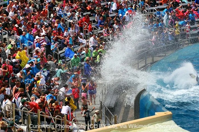 TJWalkerRadio's tweet image. UofL has been eliminated from the TBT… fans in the stands at Freedom Hall TAKE COVER