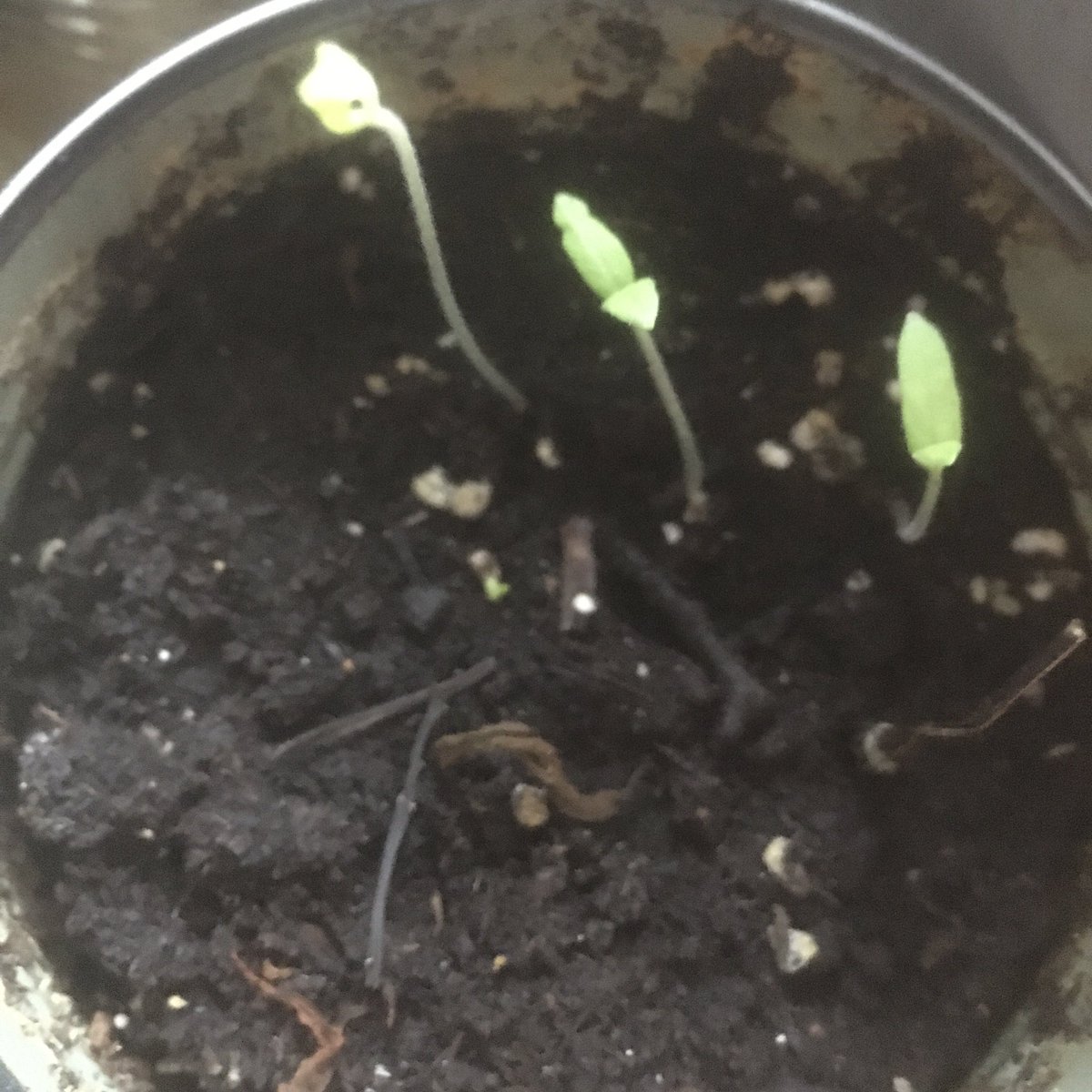 JonJonAnimation's tweet image. Sunday Seedling progress :) I hope I’m doing this right 😅🌱
