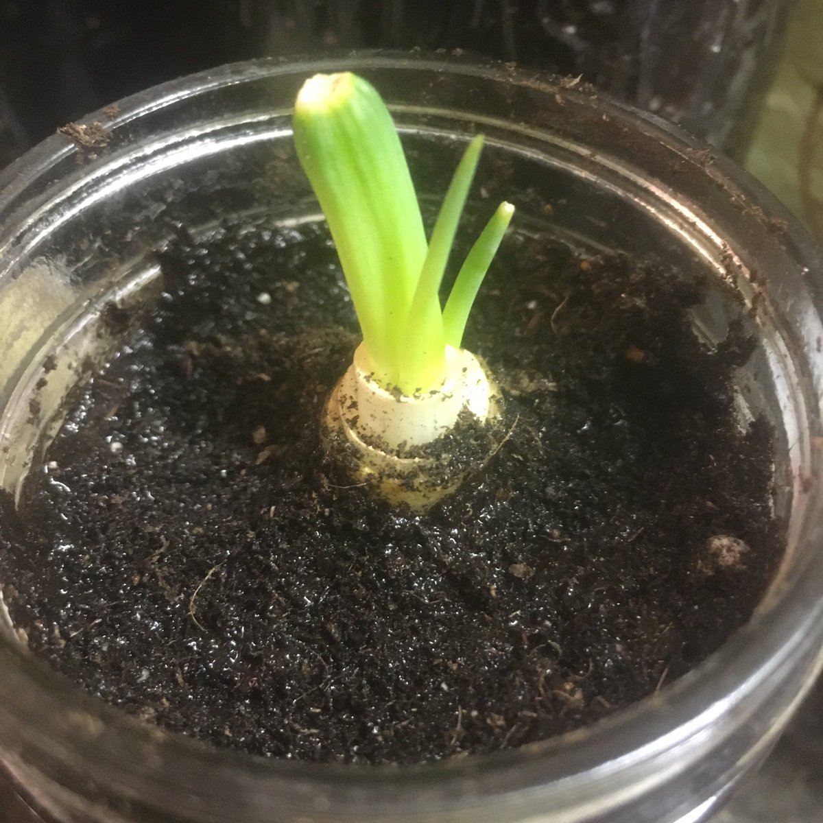 JonJonAnimation's tweet image. Sunday Seedling progress :) I hope I’m doing this right 😅🌱