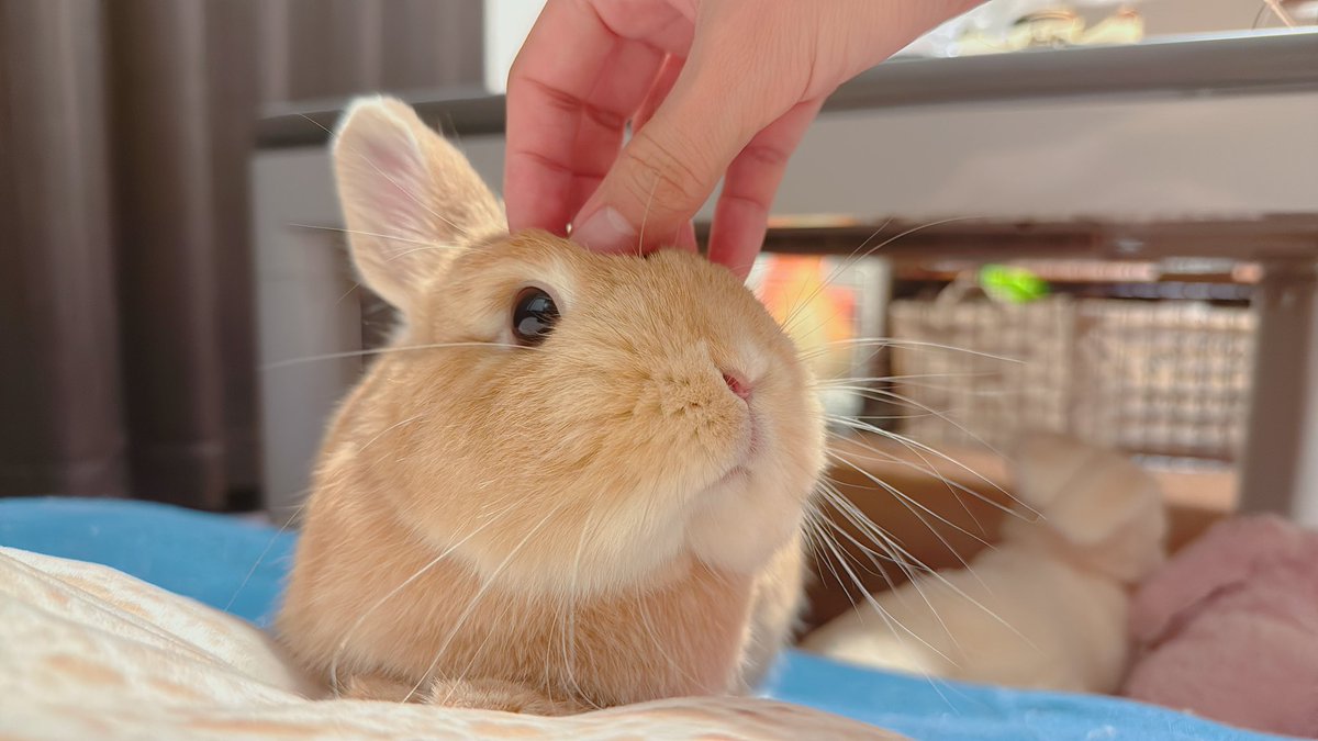 hono_HoNo04's tweet image. かいぬし、なでてっ！