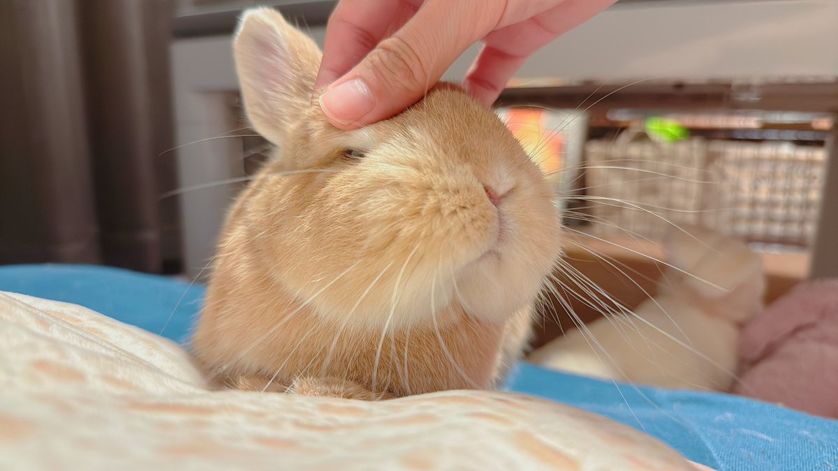 hono_HoNo04's tweet image. かいぬし、なでてっ！