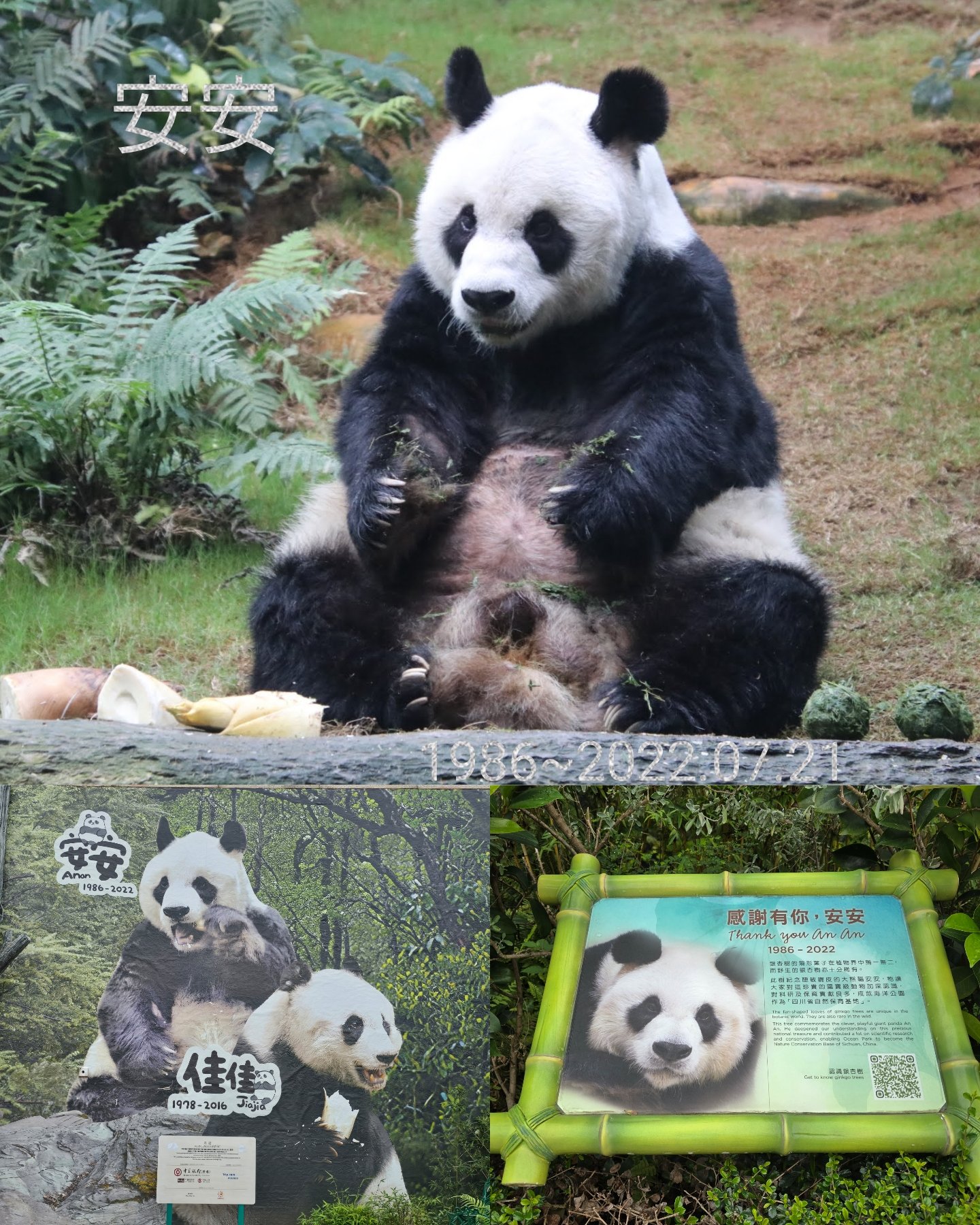 パンダ様追加ありがとうございます。 パンダinぱんだ (うご9 ～愛～) - LINE スタンプ | LINE STORE