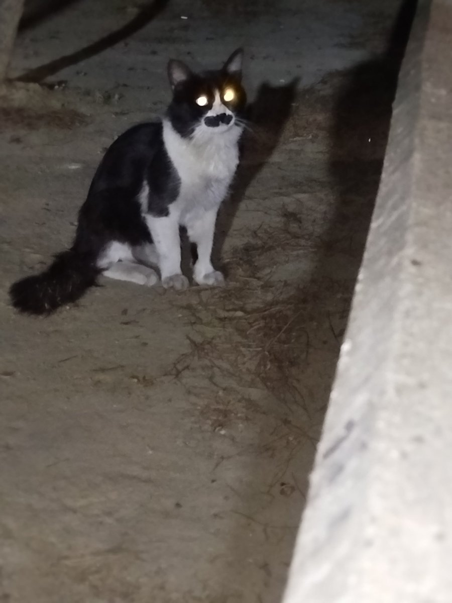 Hitler bıyığı bırakan kedi abimiz 🤣🤣🤣🤣