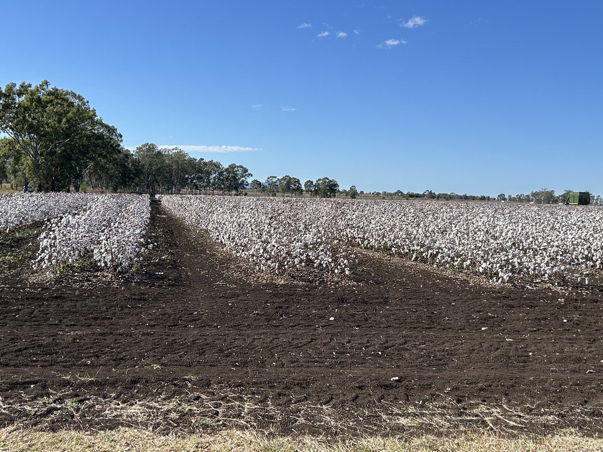 Skip row rainfed cotton grower field field visit with Dr Surya Bhattarai ⁦<a href="/CQU/">CQUniversity</a>⁩ in Rockhampton, Australia. Apparently once in a decade bumper crop. ⁦<a href="/TTUDAVISCOLLEGE/">Texas Tech Davis College</a>⁩ ⁦<a href="/ClintKrehbiel/">Clint Krehbiel</a>⁩ ⁦<a href="/CottonInc/">Cotton Incorporated</a>⁩
