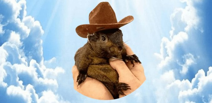 PnutSquirrelCTO's tweet photo. This time we make sure $Pnut's owner benefits this.

🔗JOIN THE CHANNEL: https://t.co/AdAlRzeGdy
📜CA: 2kkwPP6Y5v4aSteLo2R6uqmx3aQ6Veb1xDcRXHsNbonk https://t.co/lxjnRM6wVO