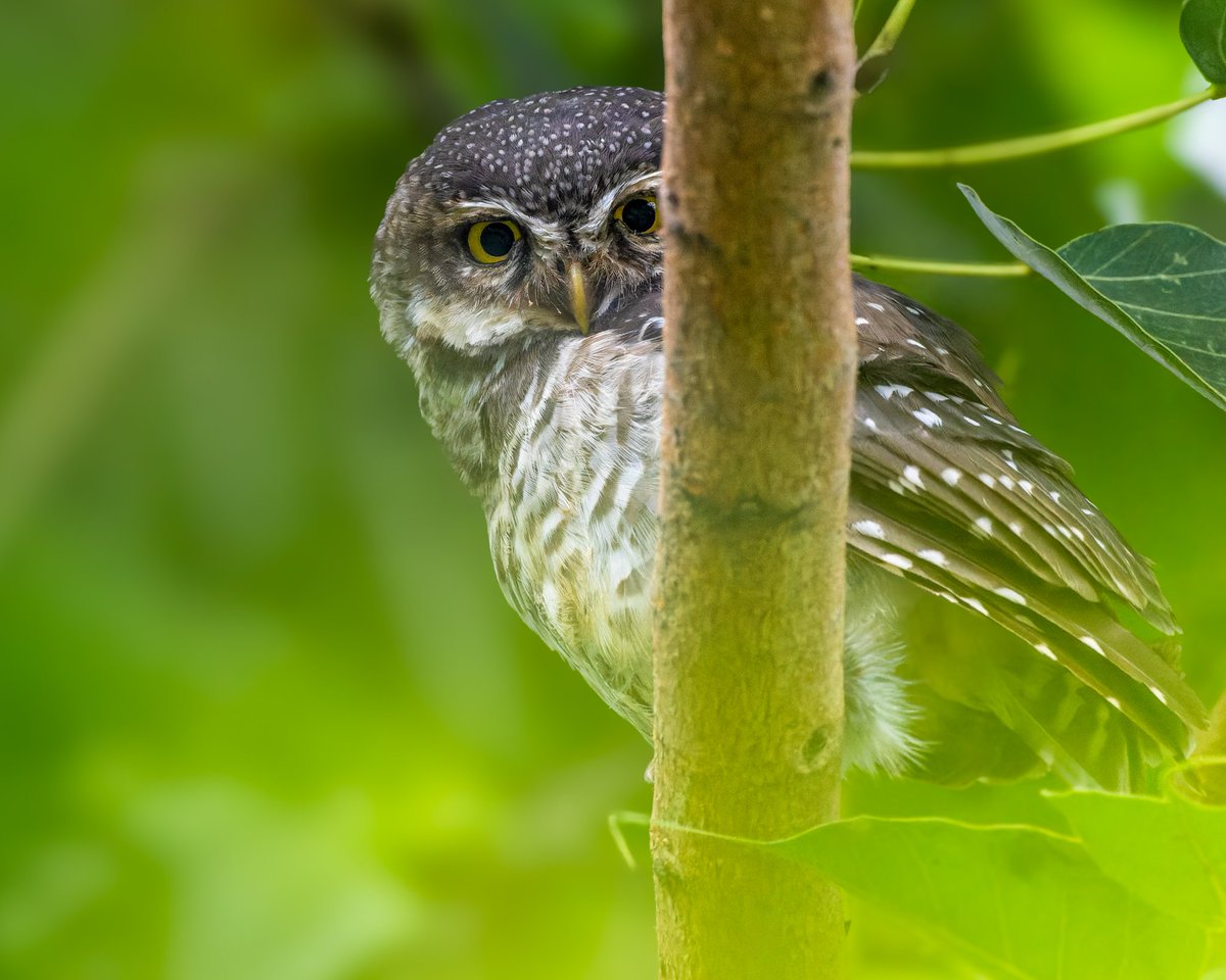 Rise above the noise. Mondays are just another branch to perch on. Happy week ahead, folks. #indiAves in frame #spottedowlet #birdwatching #birdphotography #natgeoindia #natgeowild