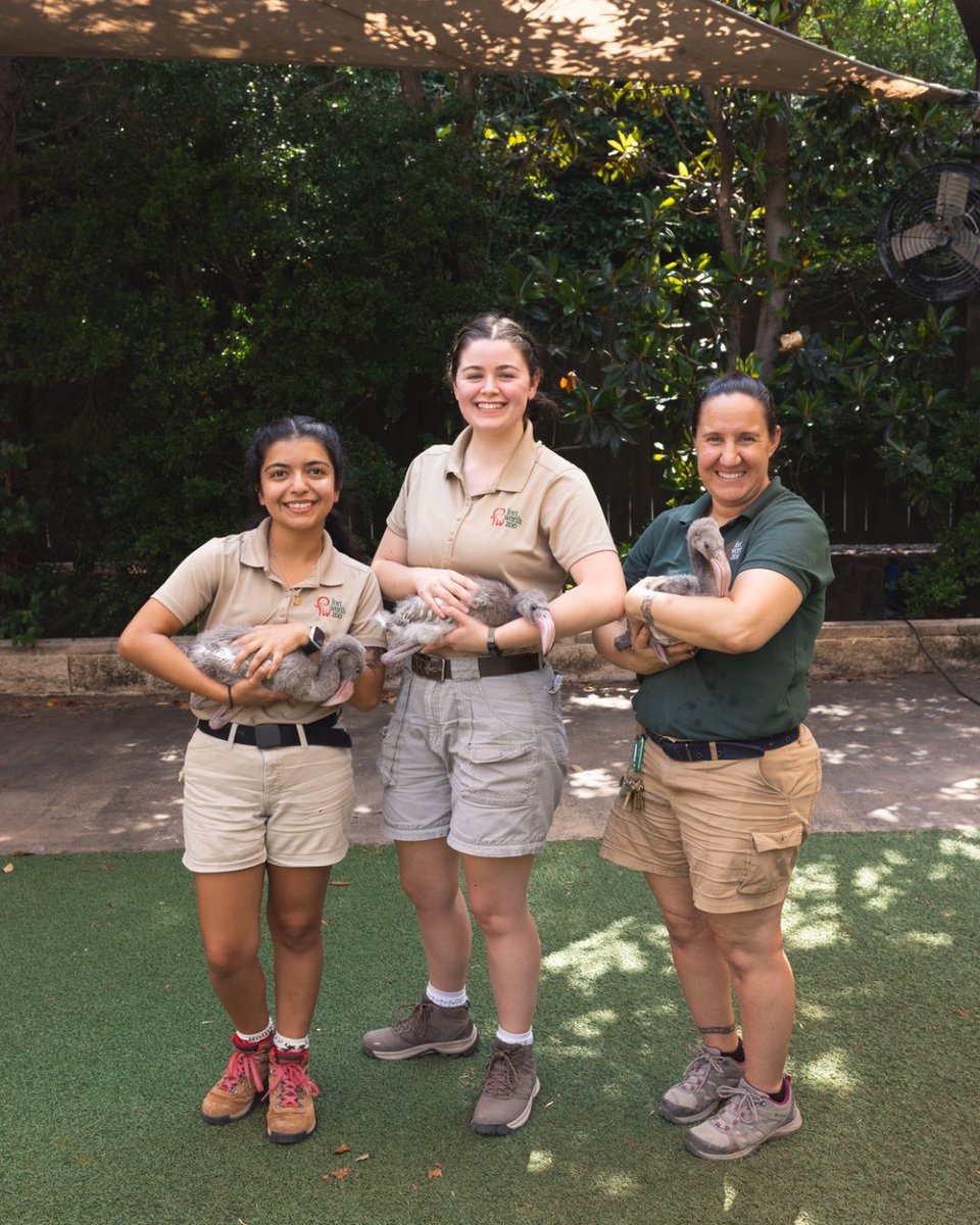 FortWorthZoo's tweet image. Today kicks off one of our favorite weeks of the year – National Zookeeper Week! Our keepers amaze us every day with their hard work, dedication and care. This week we want them to know just how much we appreciate all they do!
Keep an eye on our TikTok channel (@fortworthzoo)…