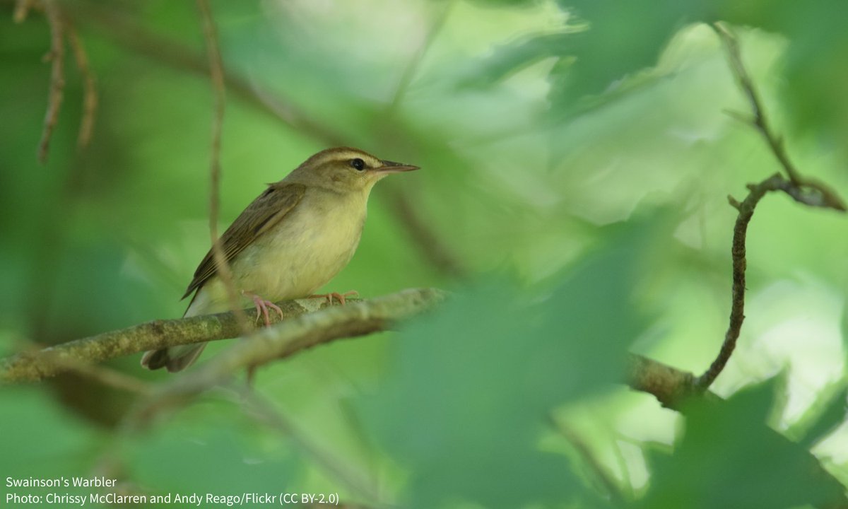 audubonsociety's tweet image. Audubon’s work on the ground is bolstered by the lands we steward for wildlife, research, and education. Read about three nature preserves managed by Audubon chapters in Florida established to protect species like the Swainson’s Warbler. bit.ly/3TJF6Xj @AudubonFL