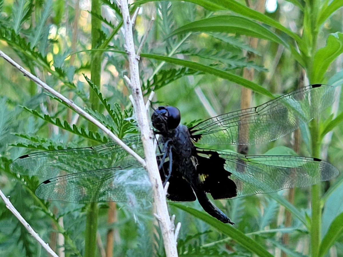pangmeli's tweet image. it's strange to me that spiders, with their wide eyes and furry paws, are widely seen as fearsome while dragonflies, with their eerie extruded abdomens and mouths that mimic human faces, are seen as pretty and painted on home decor. like look at this thing
