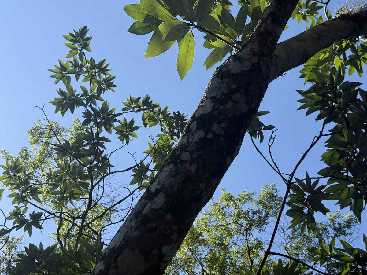 laffodiI's tweet photo. drunk in love with trees https://t.co/b64fywq0vS
