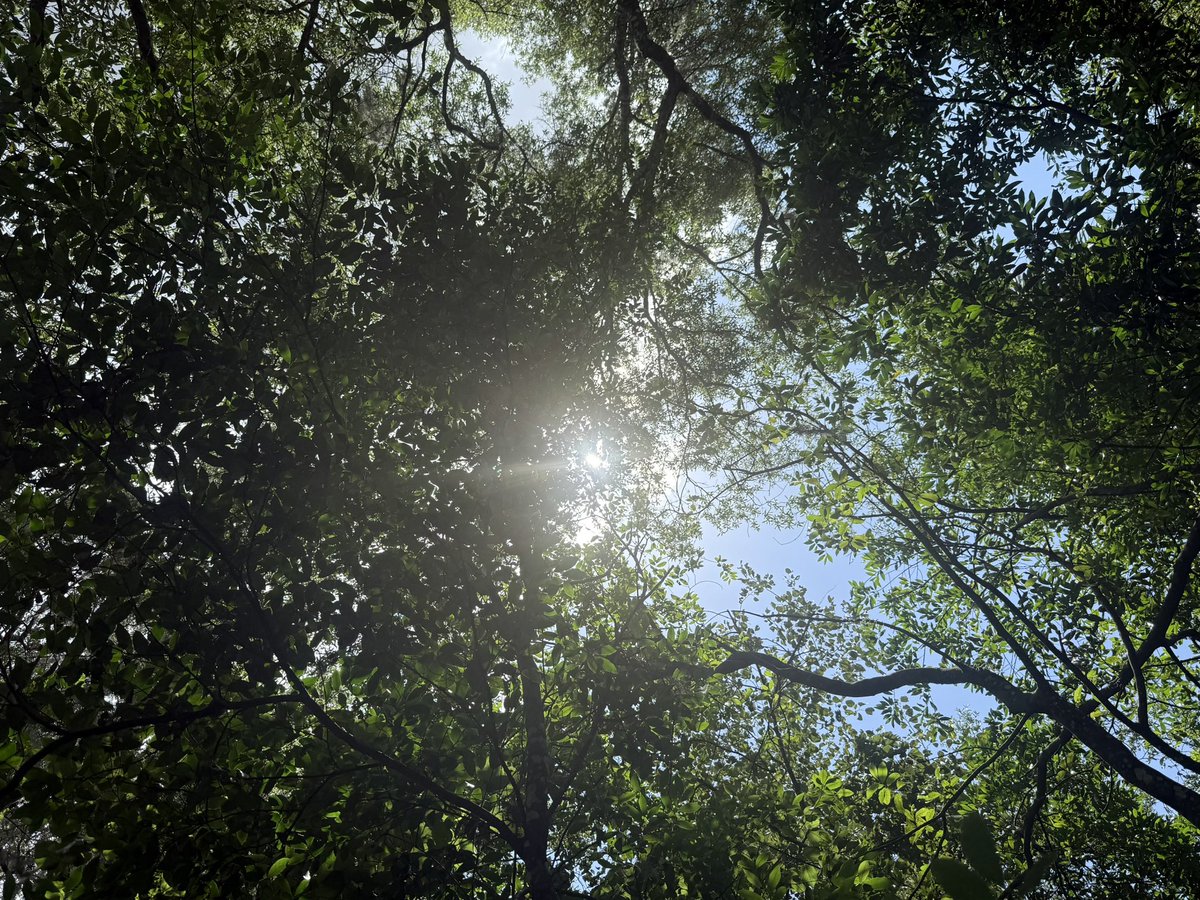 laffodiI's tweet photo. drunk in love with trees https://t.co/b64fywq0vS