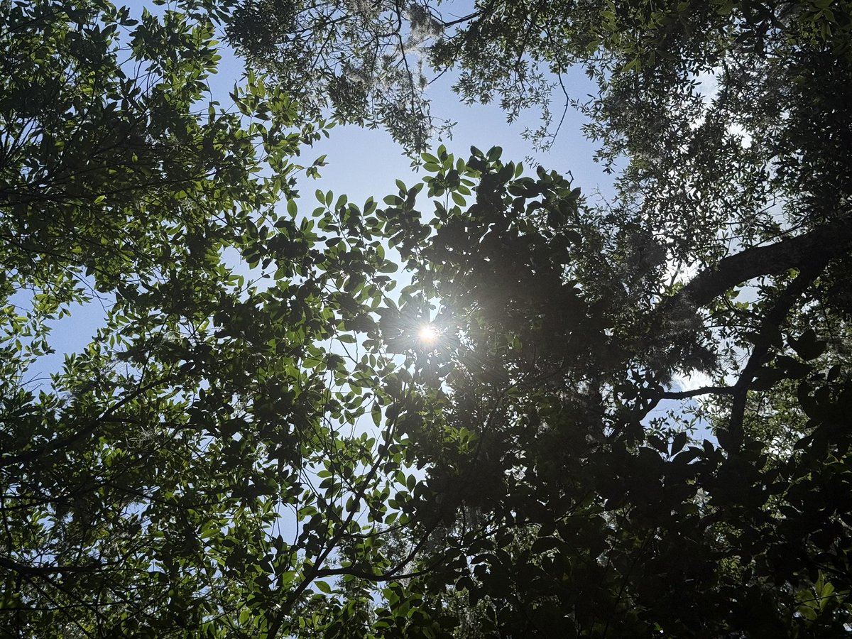 laffodiI's tweet photo. drunk in love with trees https://t.co/b64fywq0vS