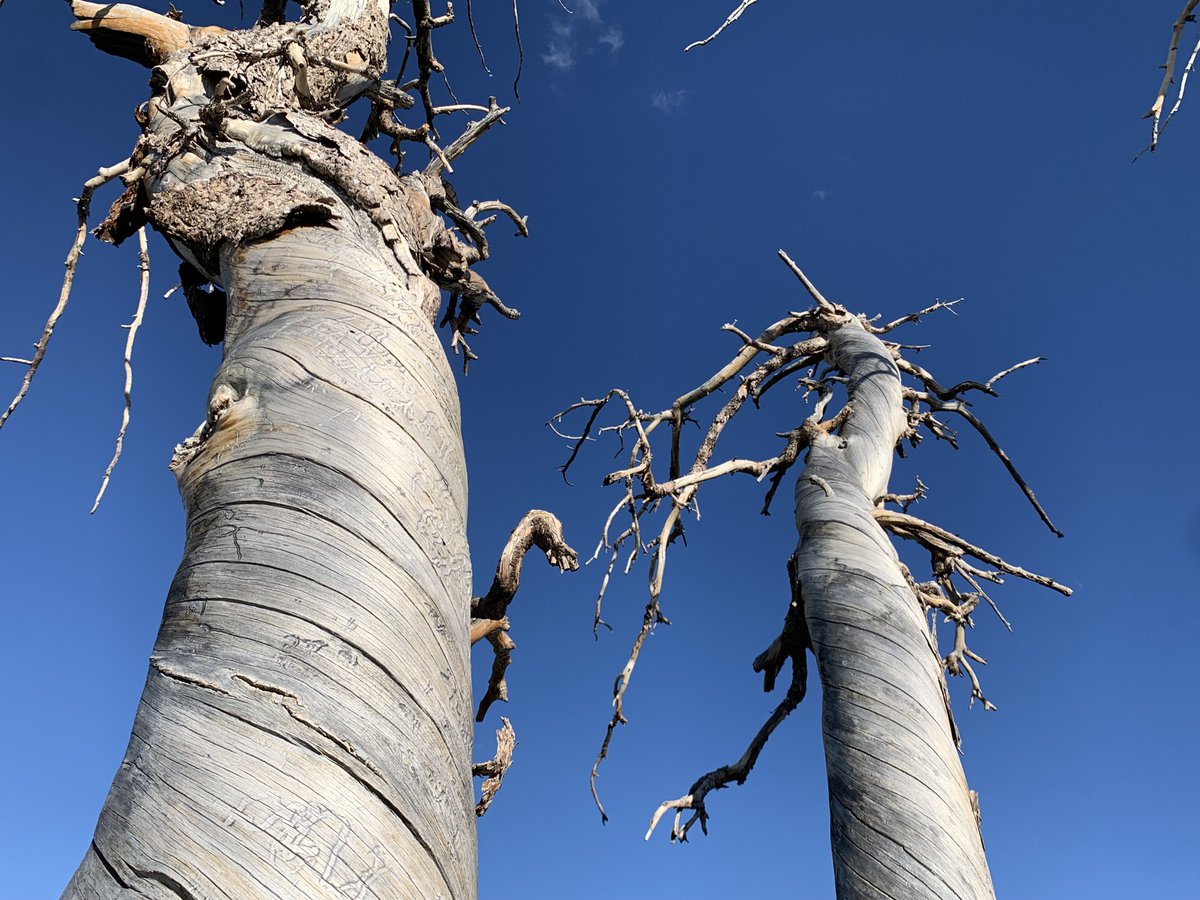 WLDdefense's tweet image. Spiraling contorted & wind swept trees on a Jarbidge Forest ridge. Wouldn't want to be here in winter winds.
