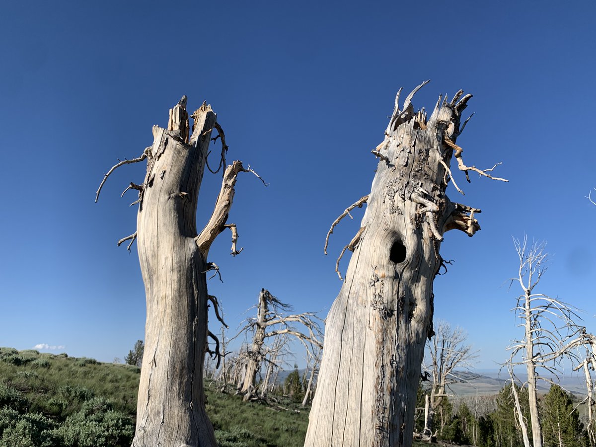 WLDdefense's tweet image. Spiraling contorted & wind swept trees on a Jarbidge Forest ridge. Wouldn't want to be here in winter winds.